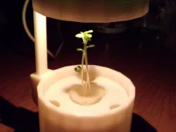 Four-way Hydroponic System