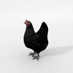 Black Chicken Low-poly  3D model