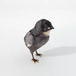Black Little Chicken Low-poly  3D model