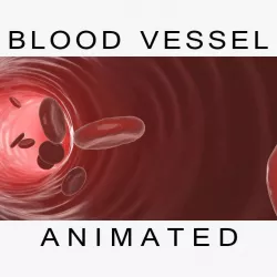 Blood Vessel 3D model