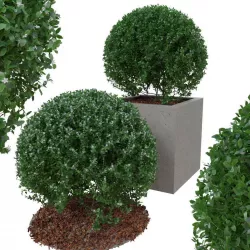Buxus the bush is in shape of ball 3D model