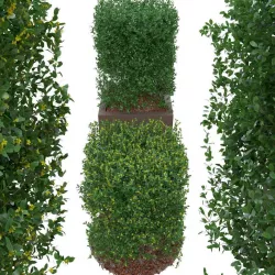 Buxus the bush is in shape of cube 3D model