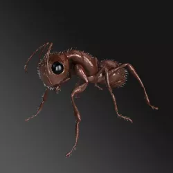 Carpenter Ant 3D model