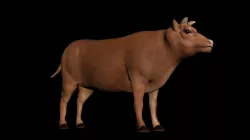 Cow Mammal  low-poly 3D model Low-poly  3D model