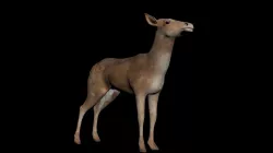 Deer Low Poly Model Low-poly  3D model