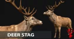 Deer stag  Low-poly  3D model