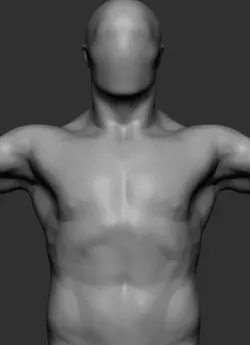 Male Anatomy v5 3D model