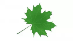 Maple Leaf 3D model