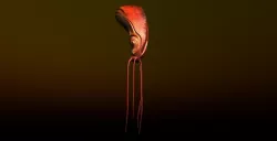 Nautilus Low-poly  3D model