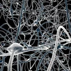 Nerves Maya 3D model