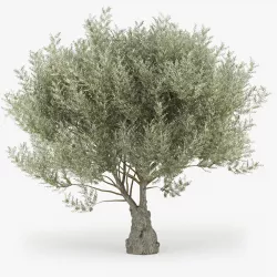 Olea europaea 2 3D model