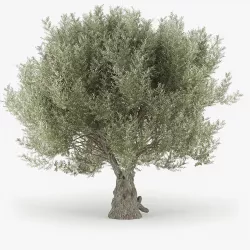 Olea europaea 3D model