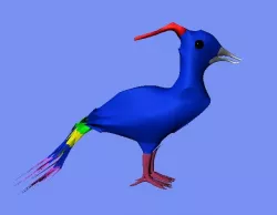 Peacock 