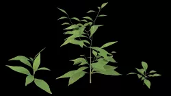 Plants 3D model