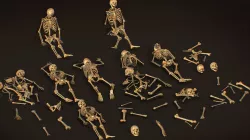 remains skeleton bone big pack 3d model Low-poly  3D model
