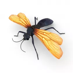 Tarantula hawk Low-poly  3D model