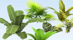 Tropical vegetation set Low-poly  3D model