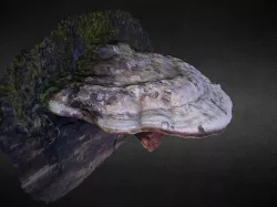 Large white mushroom scan