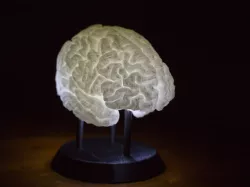 LED-Lit Brain