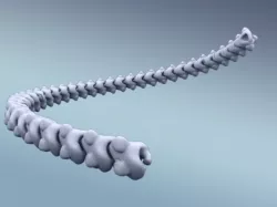 Spine Chain