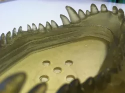 T-Rex dish / card holder