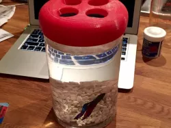 Fish Bowl Lid