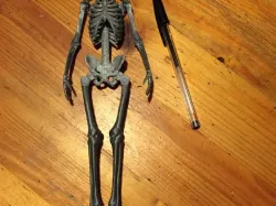 Human Skeleton