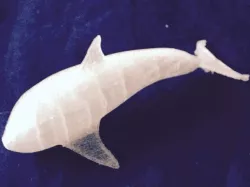 Orca dolphin