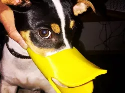 cute dog muzzle