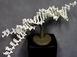 Folding DNA model kit.
