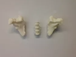 Hanging Off Your Bones Coat Hook
