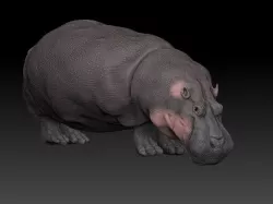 hippopotamus zbrush