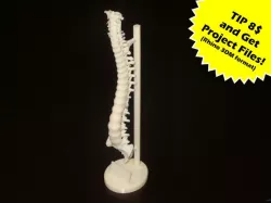 Human Spine with Exposure Stand