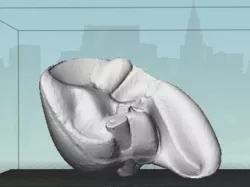 Liver