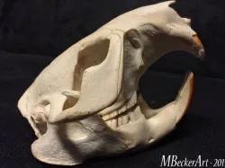 beaver skull scan