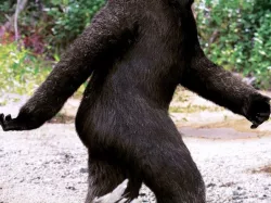 Bigfoot