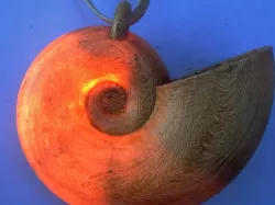 Ursula Seashell