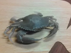 Chesapeake Blue Crab