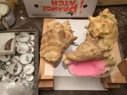 Conch Horn