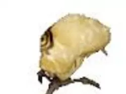 Kankrelat (Code Lyoko) XANA MONSTER