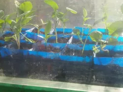 Seed pot