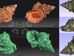3d scanned sea shell | Page 1 | STLFinder