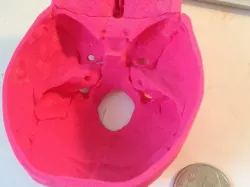 Anatomically Correct (mostly) Human Skull