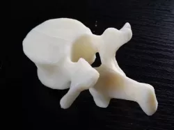 Lumbar Vertebrae and Sacrum, in easy printable format