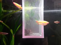 fish / shrimp breeding box