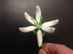 Stargazer Lily (Sort of)
