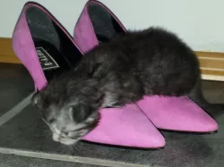 Kitten Playground