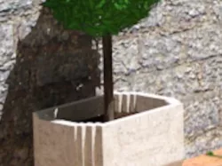 A Pot Plant