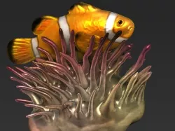 clownfish anemone