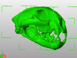 Fully Printable Cougar Skull